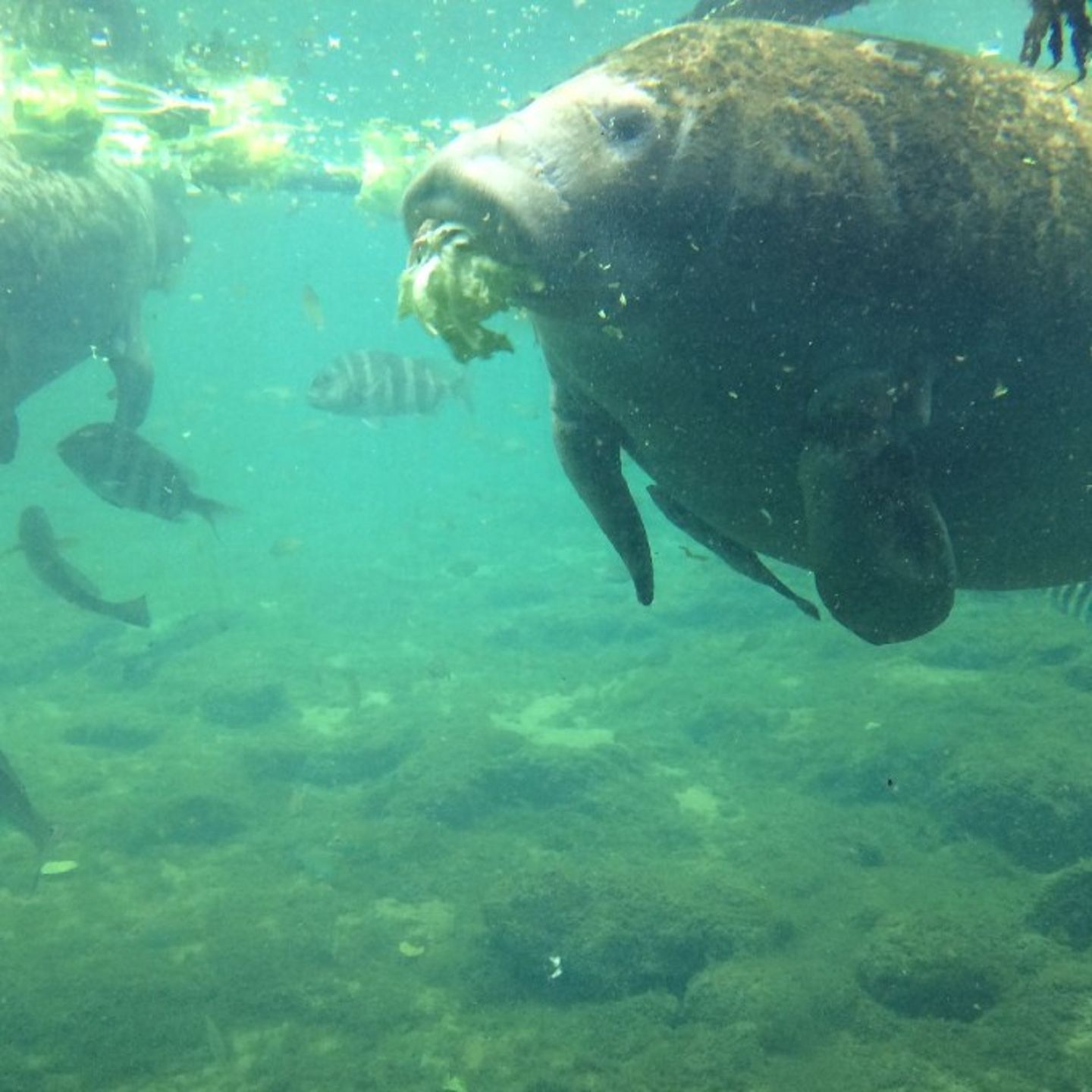 Manatee swimming
