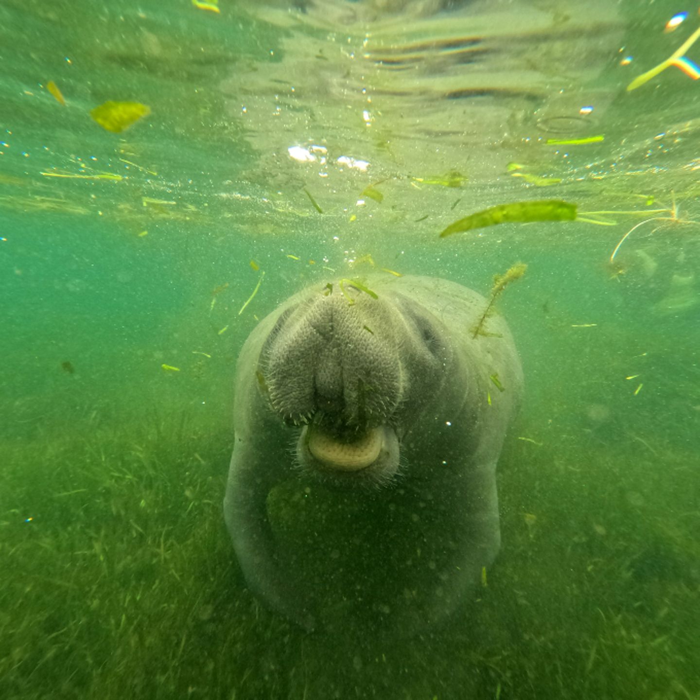 Manatee with mouth open