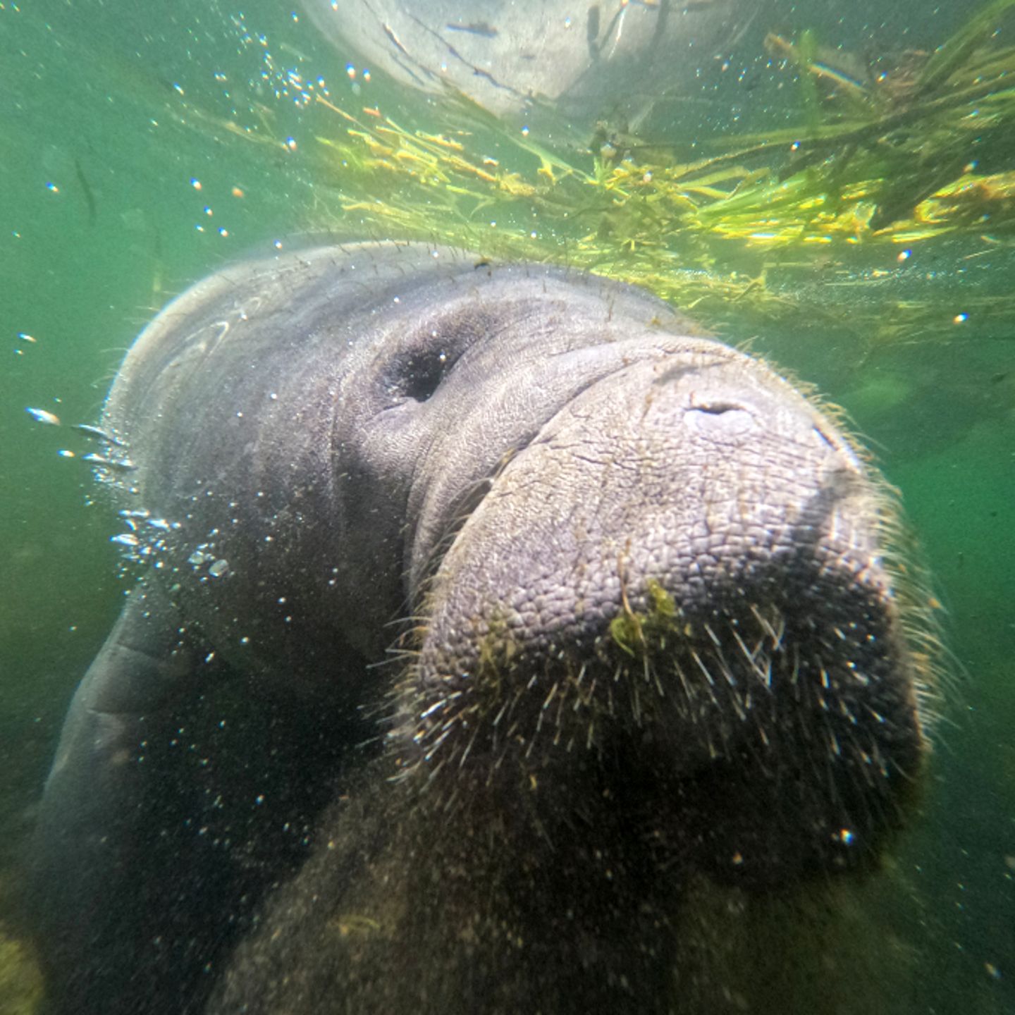 Manatee up close