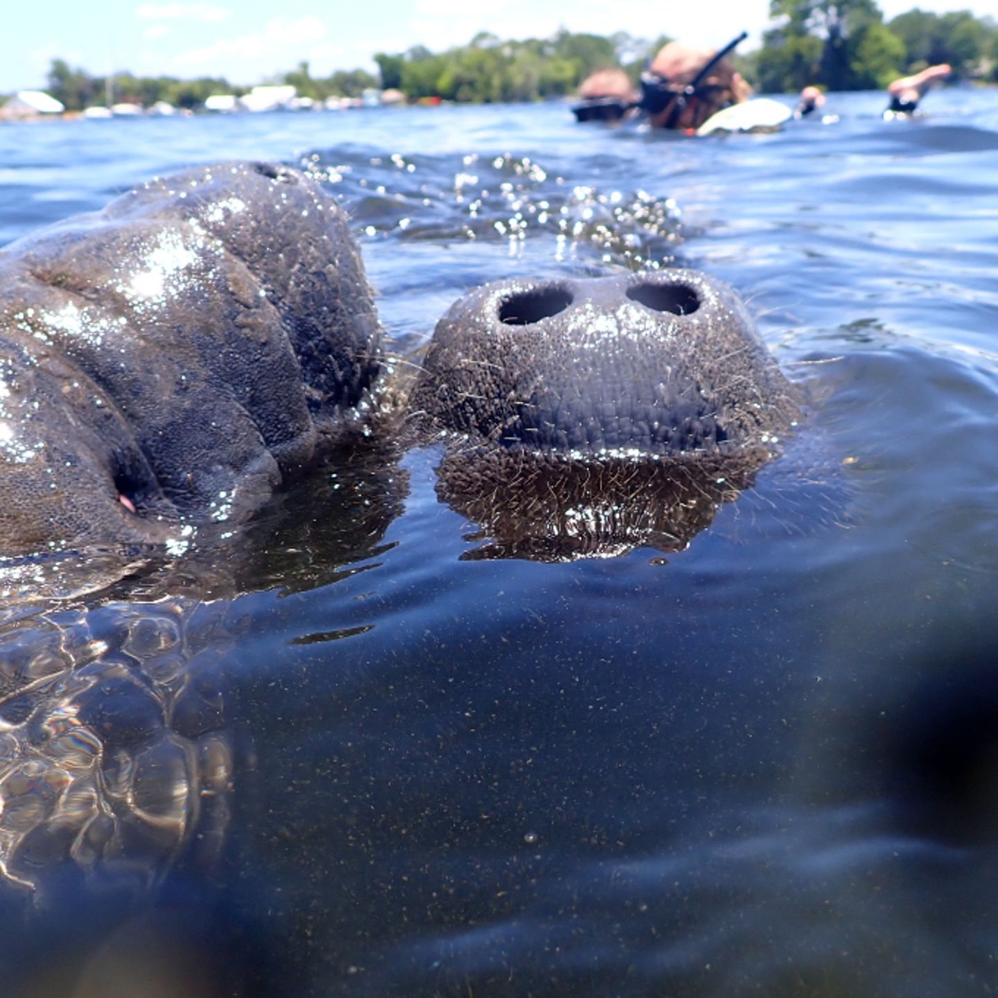 Manatees on surface