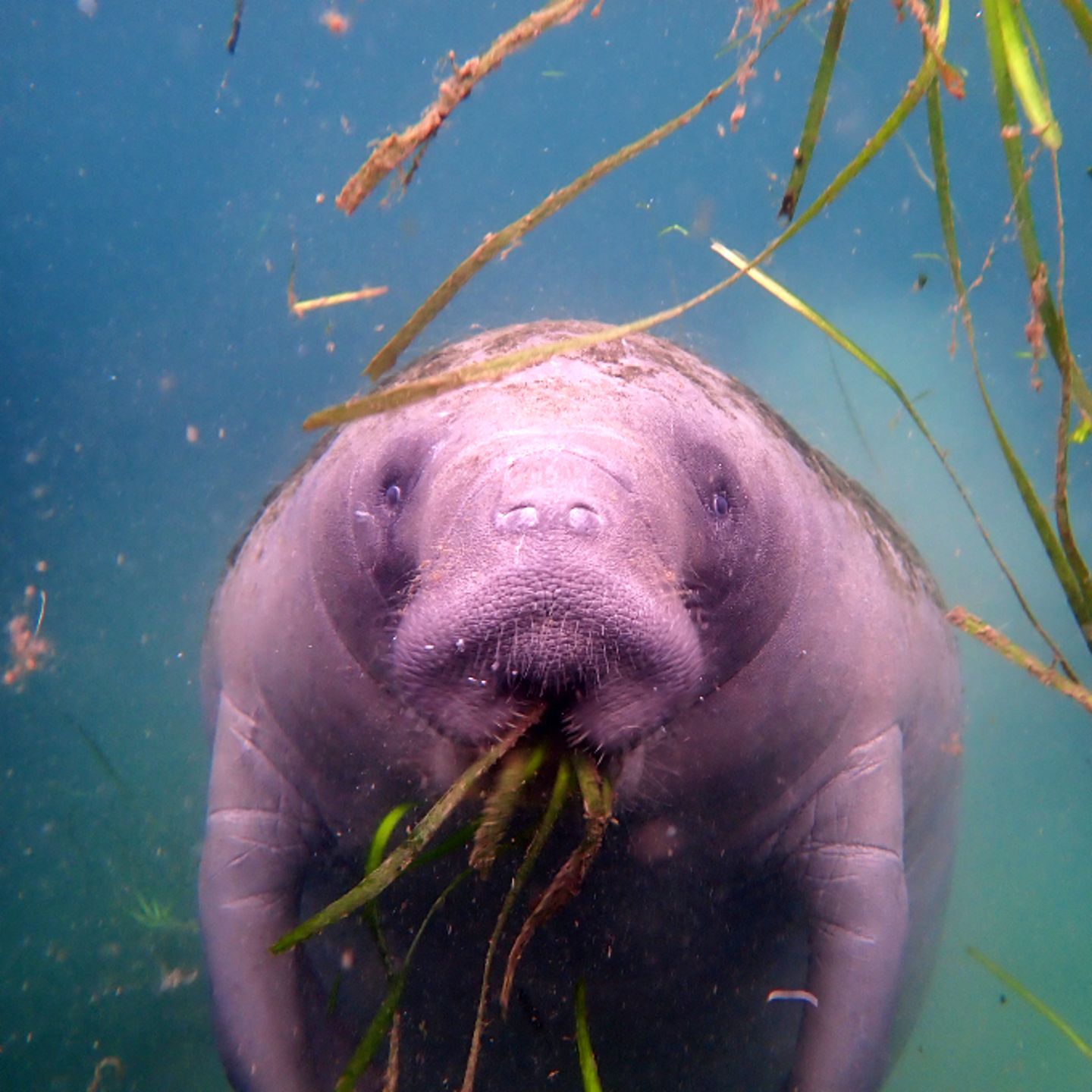 Manatee up close