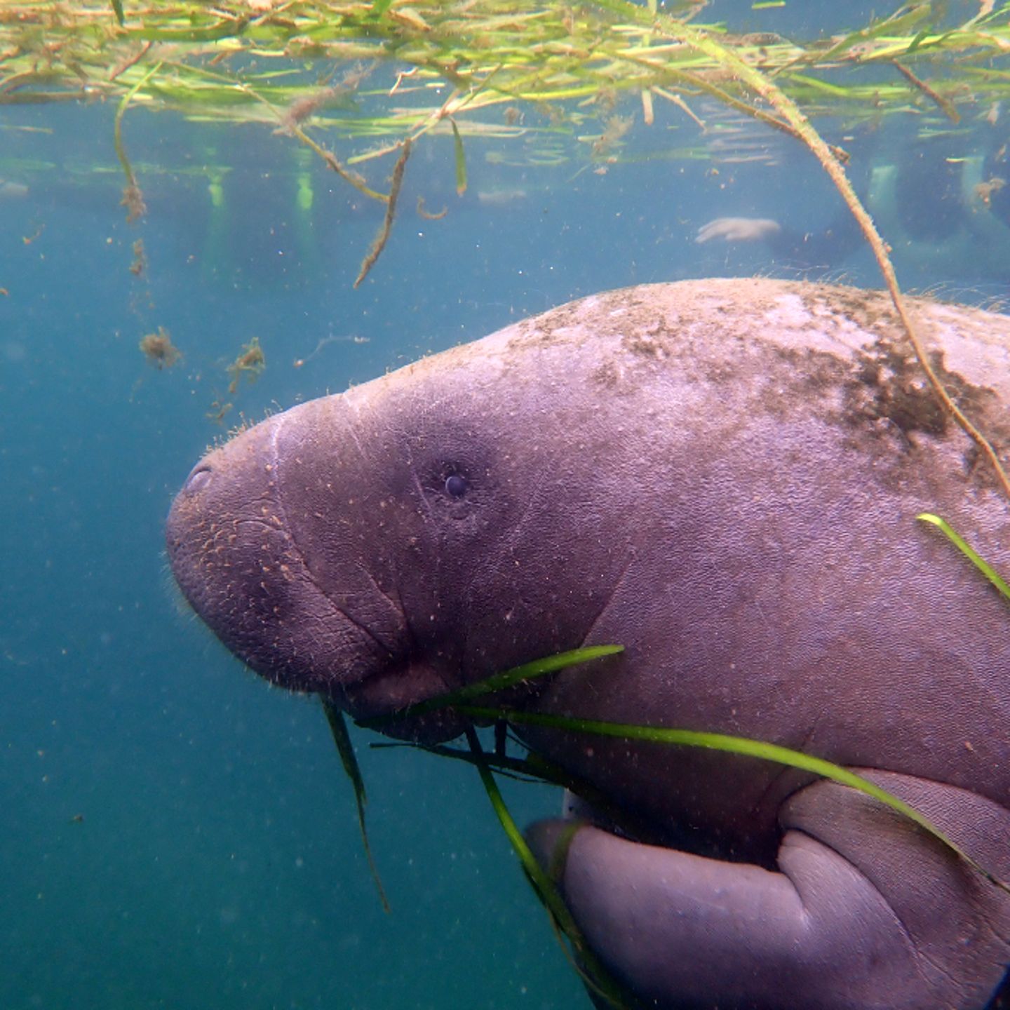 Manatee side profile