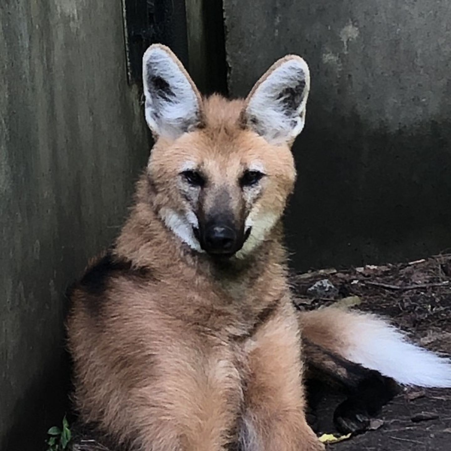 Maned Wolf up close
