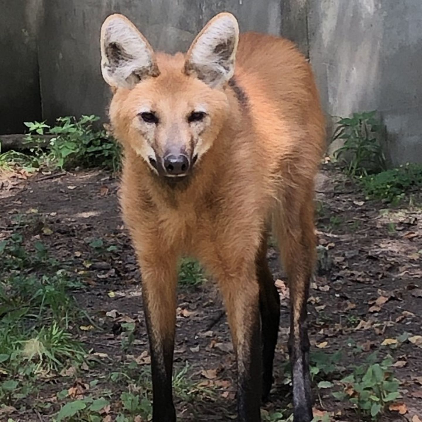 Maned Wolf in enclosure