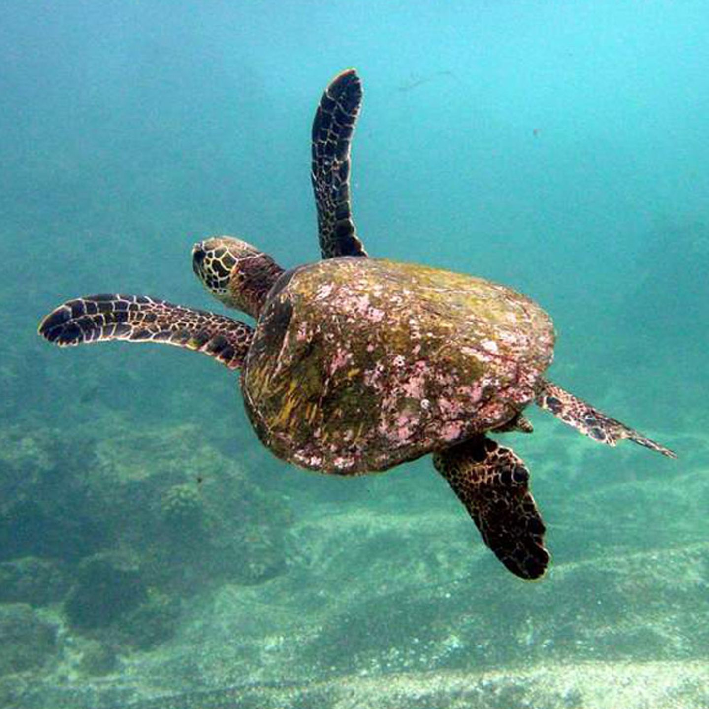 See Honu in Hawaii 