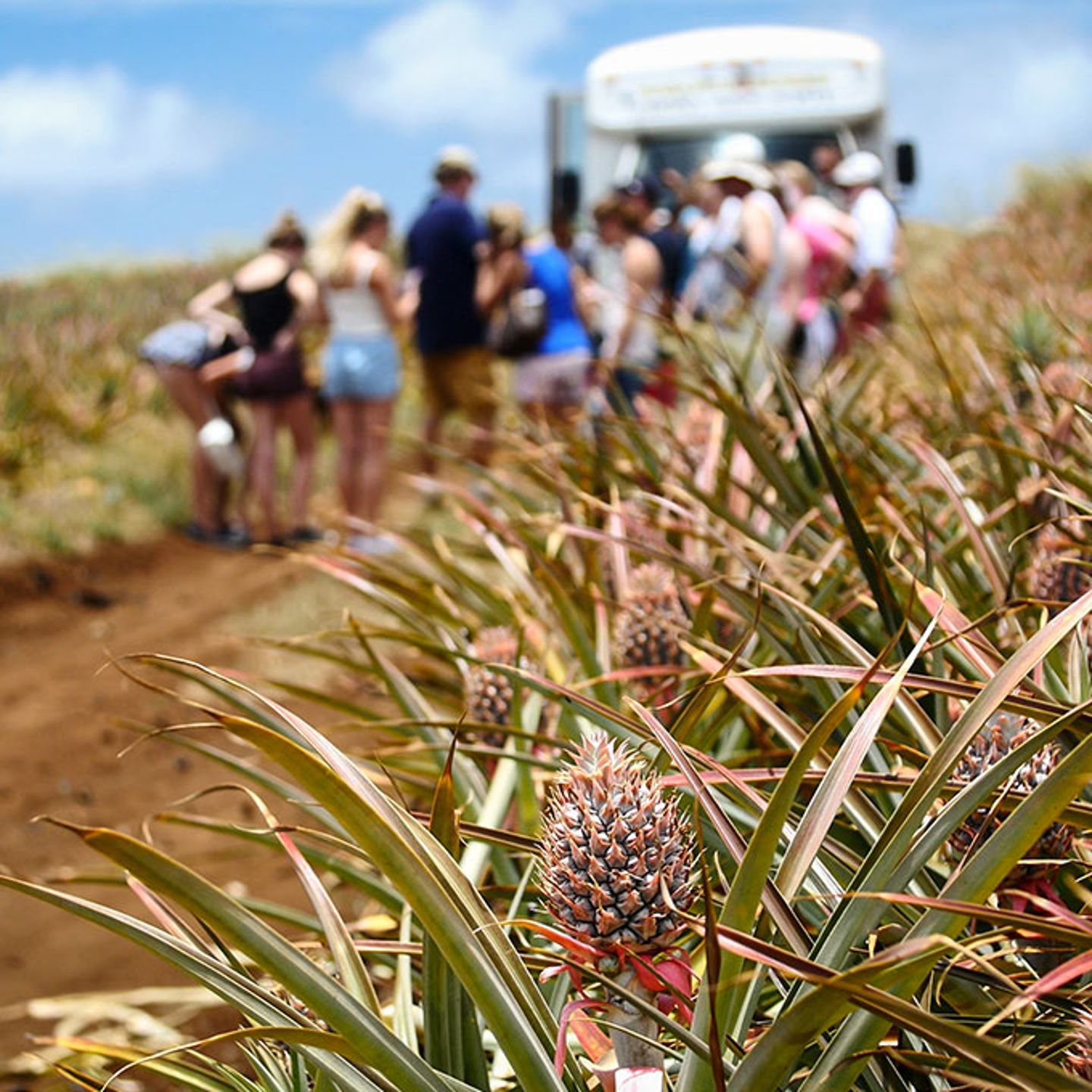 Maui Pineapple Farm Tour 1