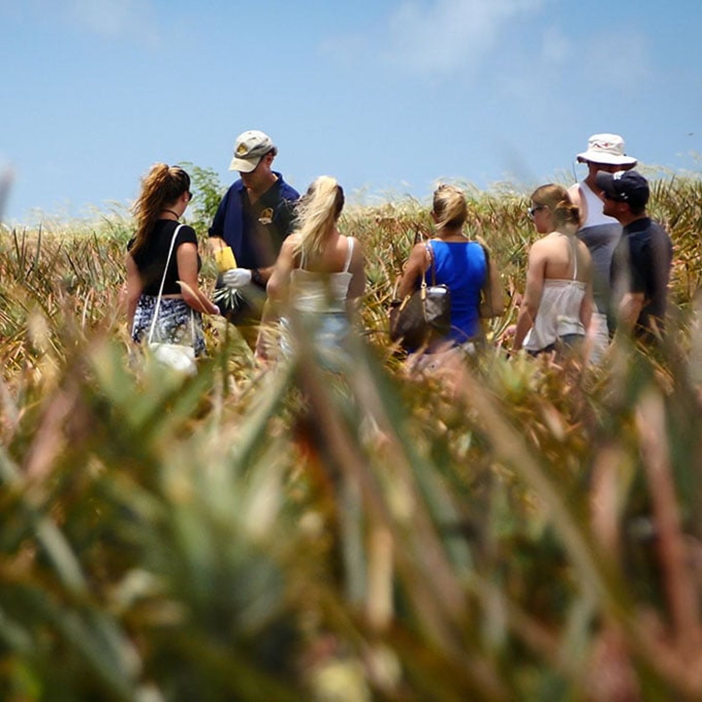 Group Pineapple Farm Tour in Hawaii