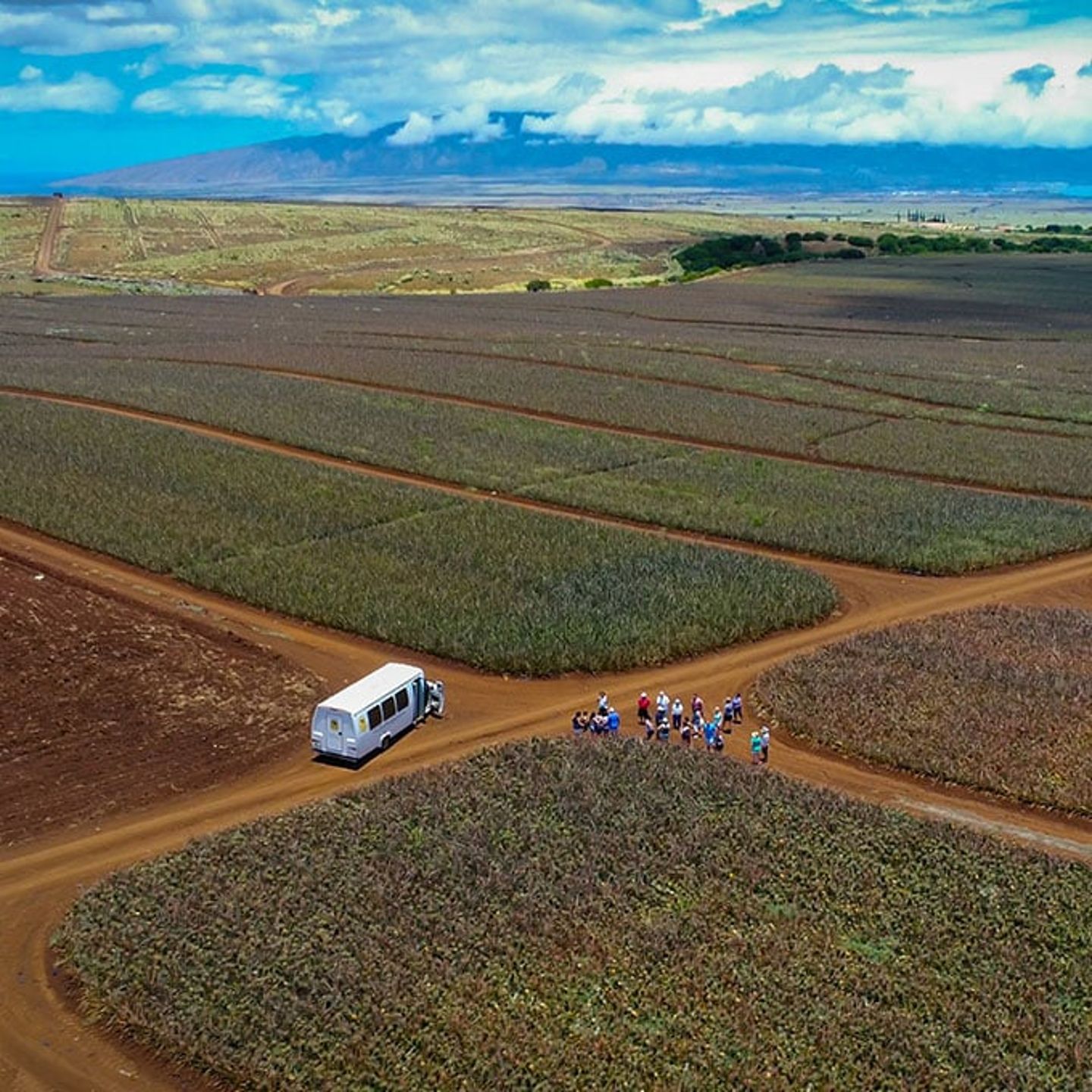 Maui Pineapple Farm