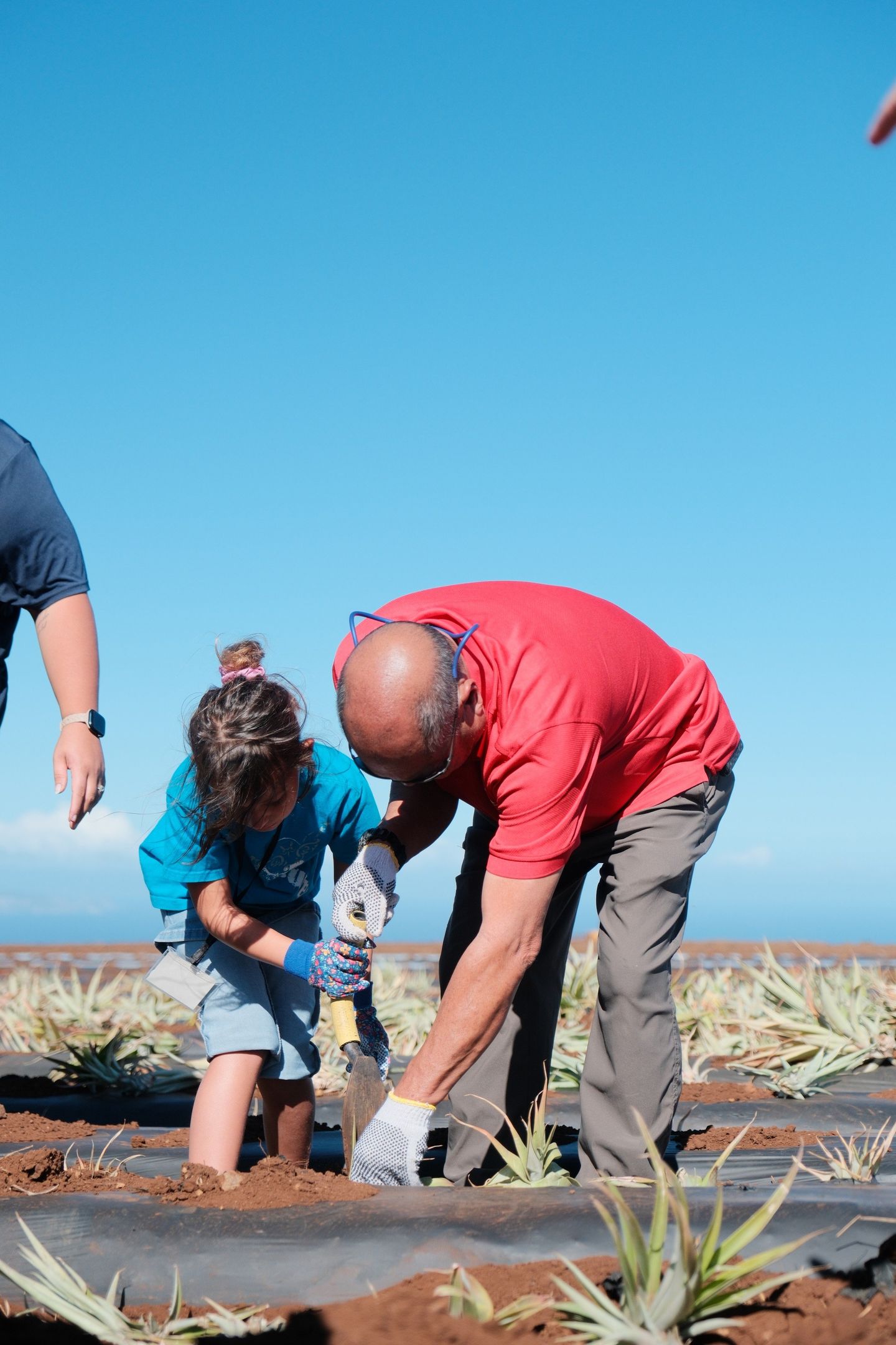Two people planting pineapple