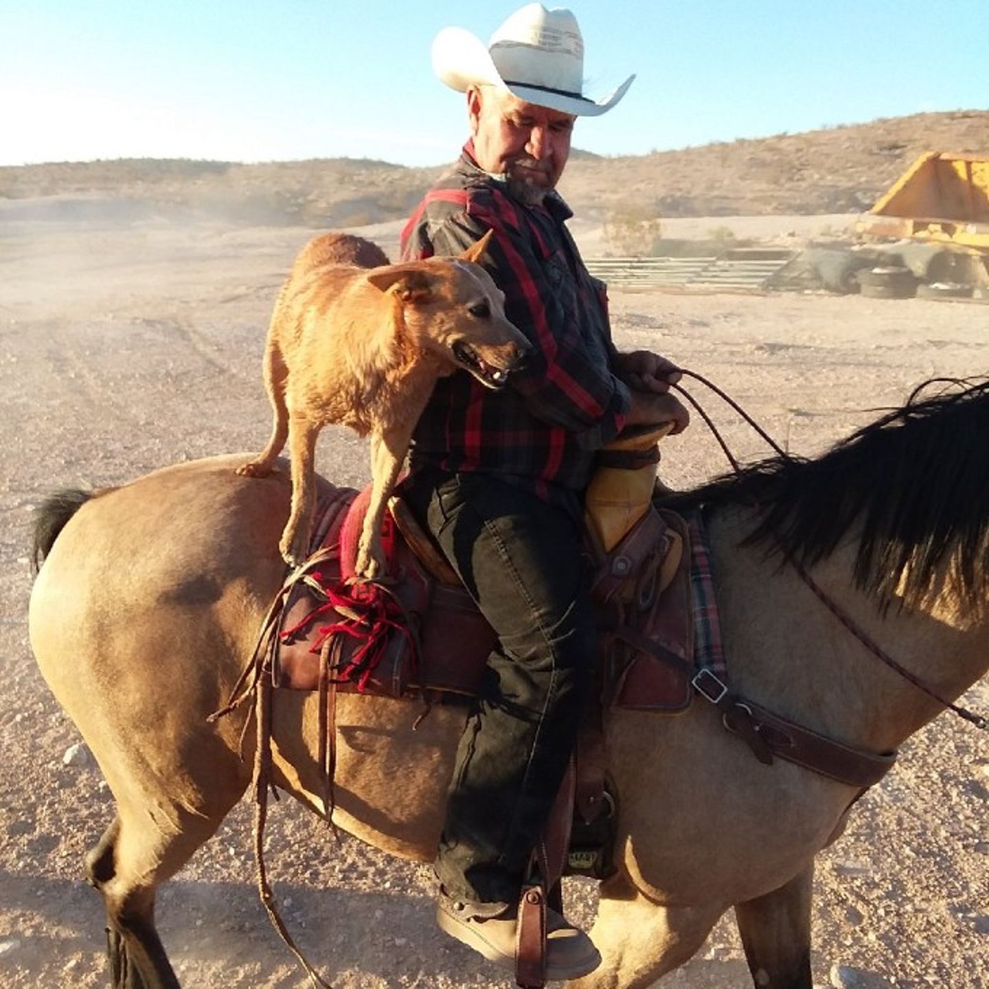 Man with dog on horse