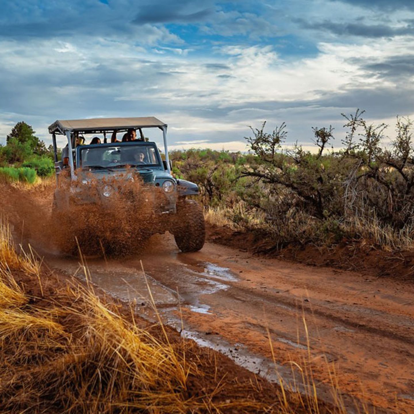 Jeep in Brush