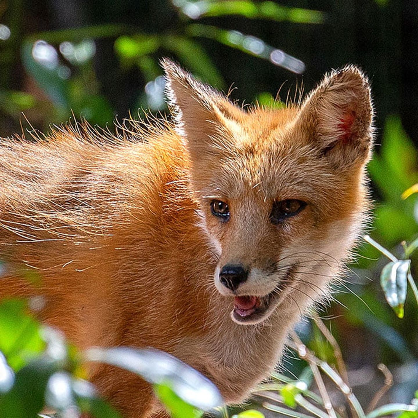 Tallahassee Museum Tour