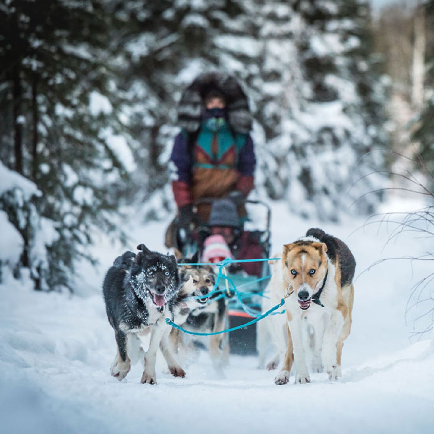 Alaska Dog Sledding