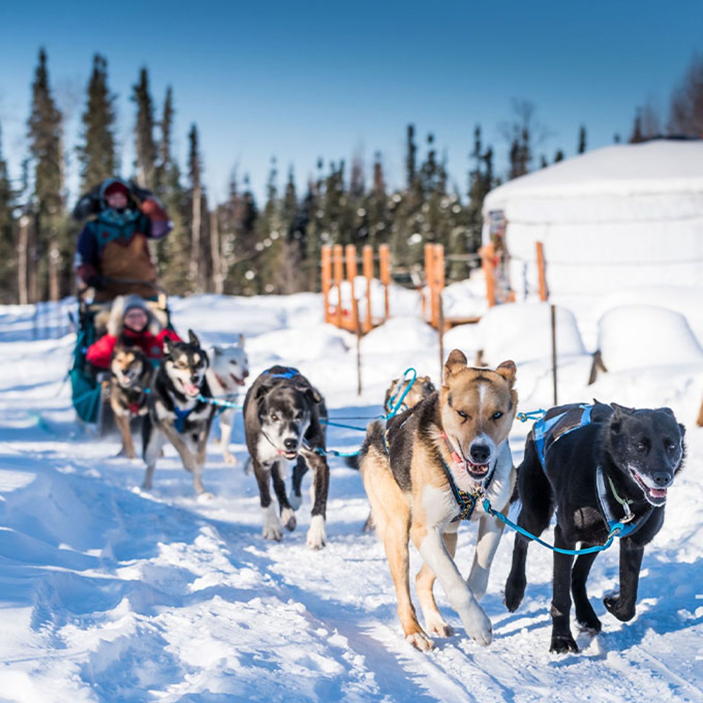 Dog Sledding Trip