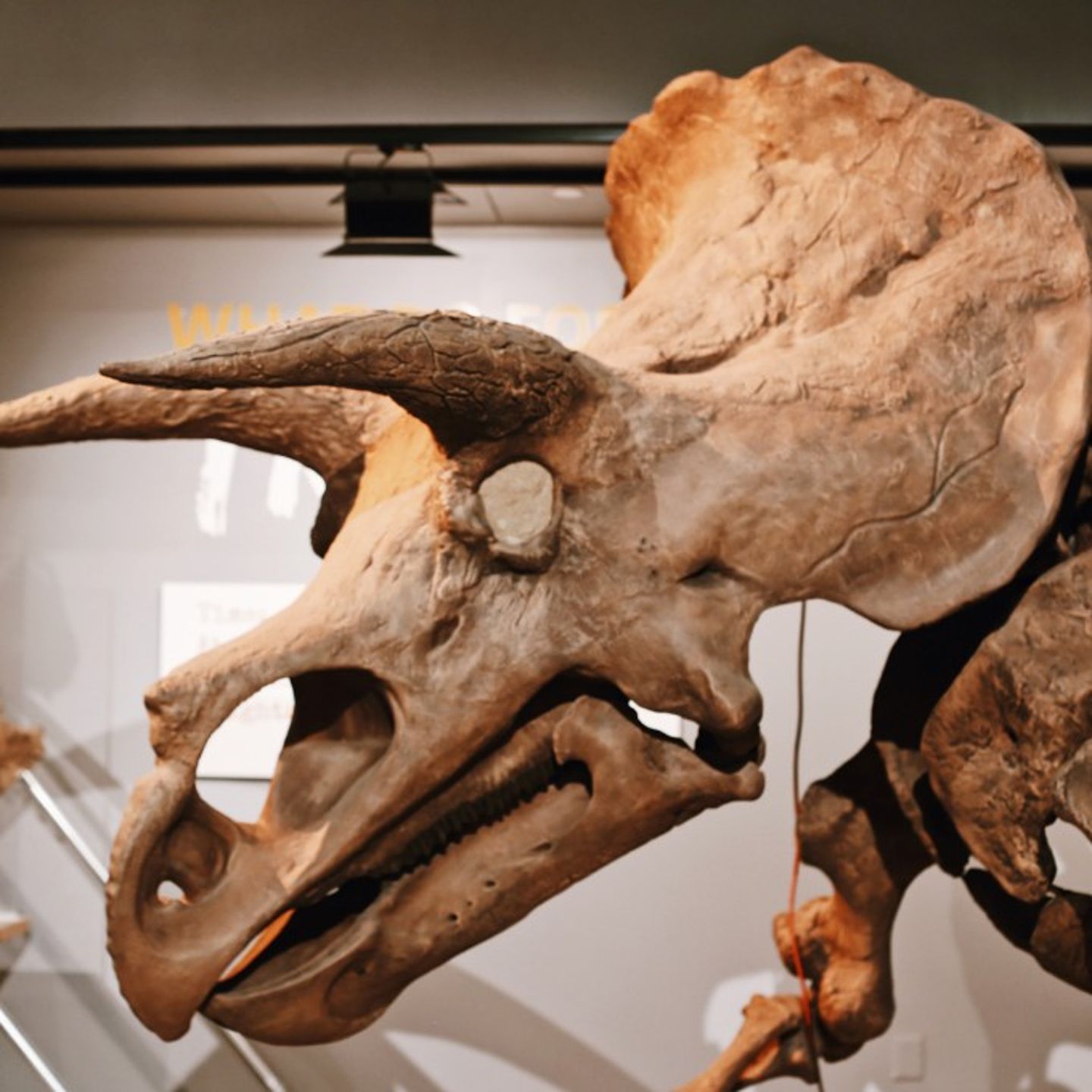 Triceratops Fossil