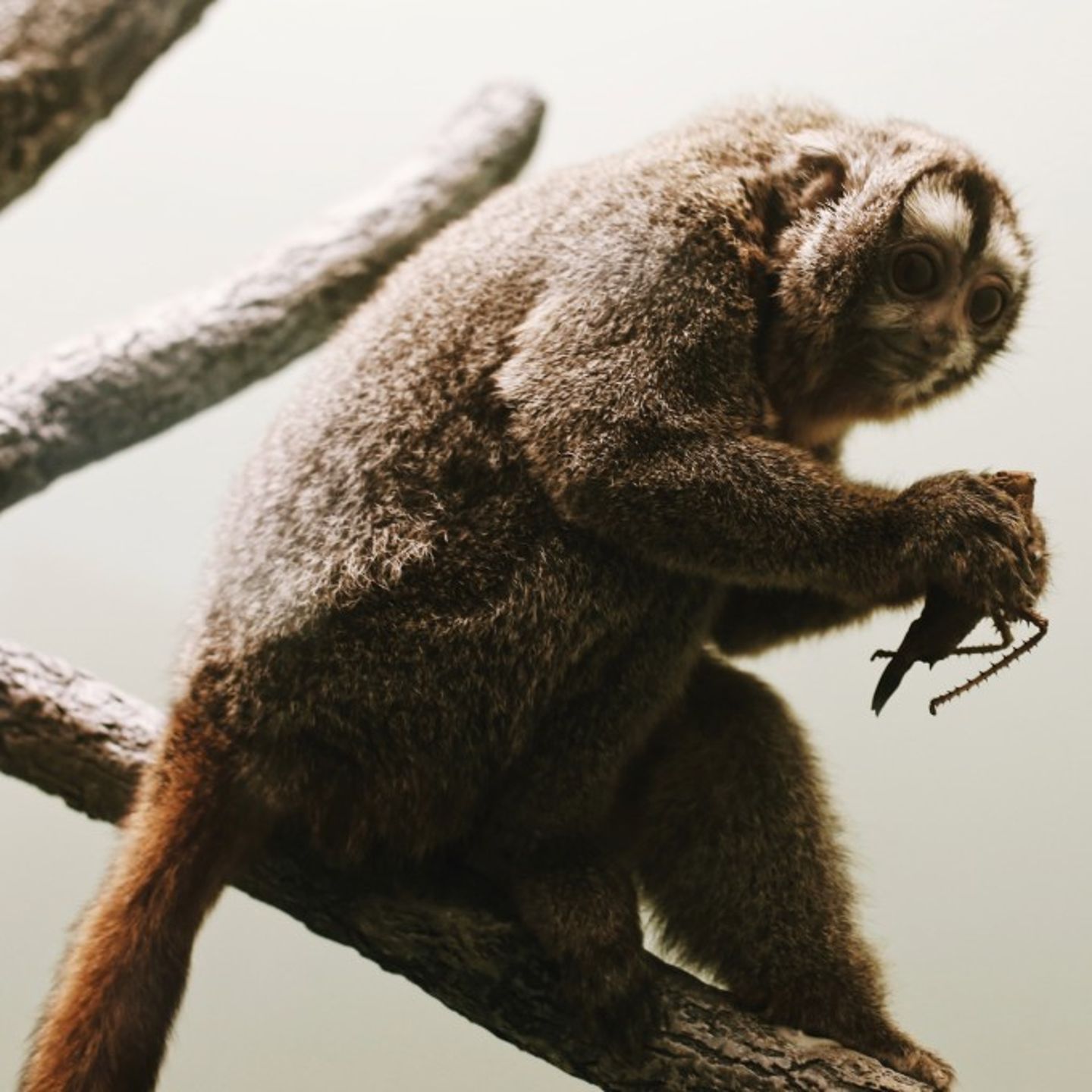 Realistic Monkey on Tree