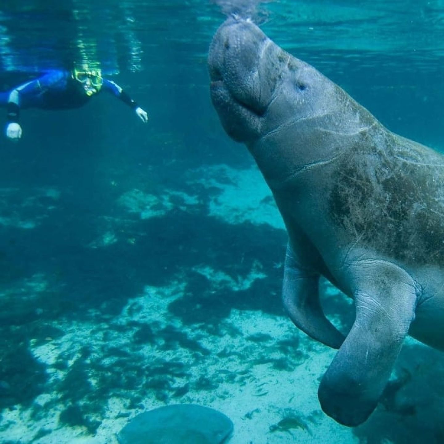 Person snorkeling with manatee