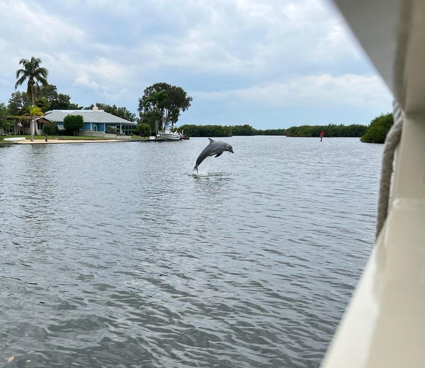 Dolphin jumping out of water