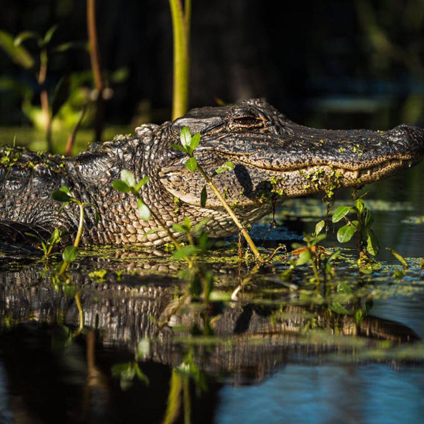 See the Swamp Wildlife