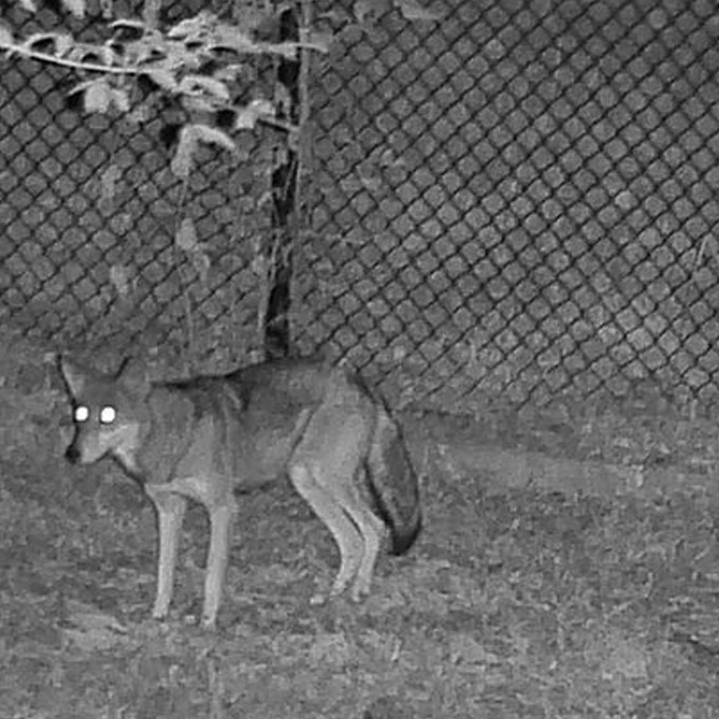 Animal at night