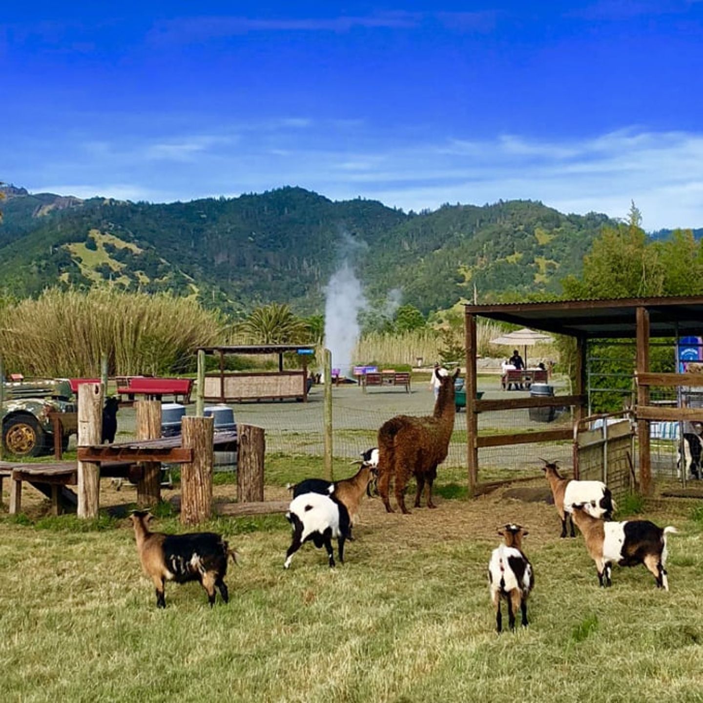 Animals and geyser