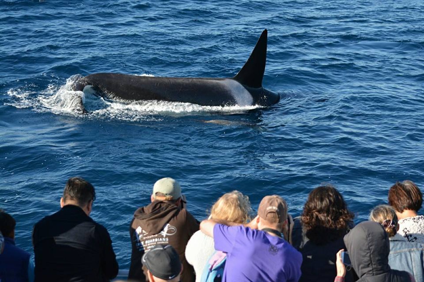 Group watching whale