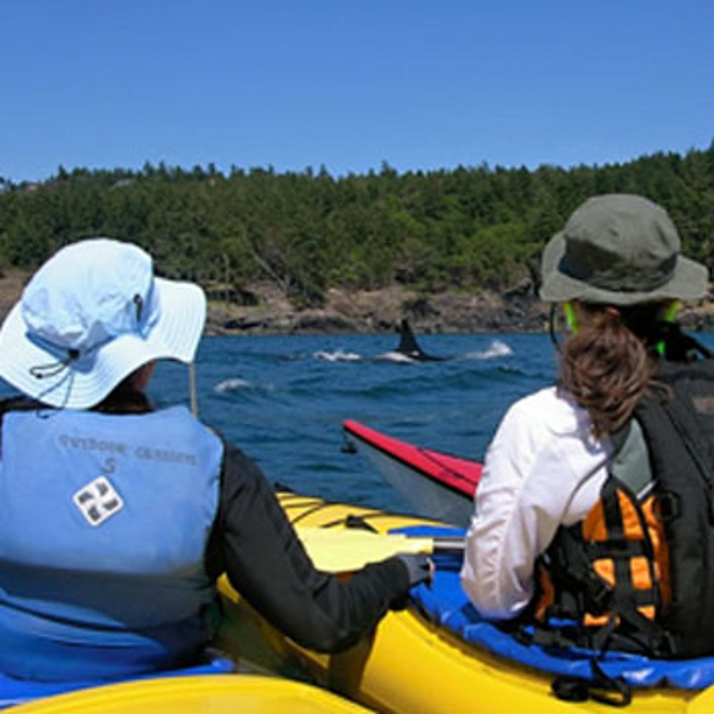 San Juan Island Orca Tour in Seattle