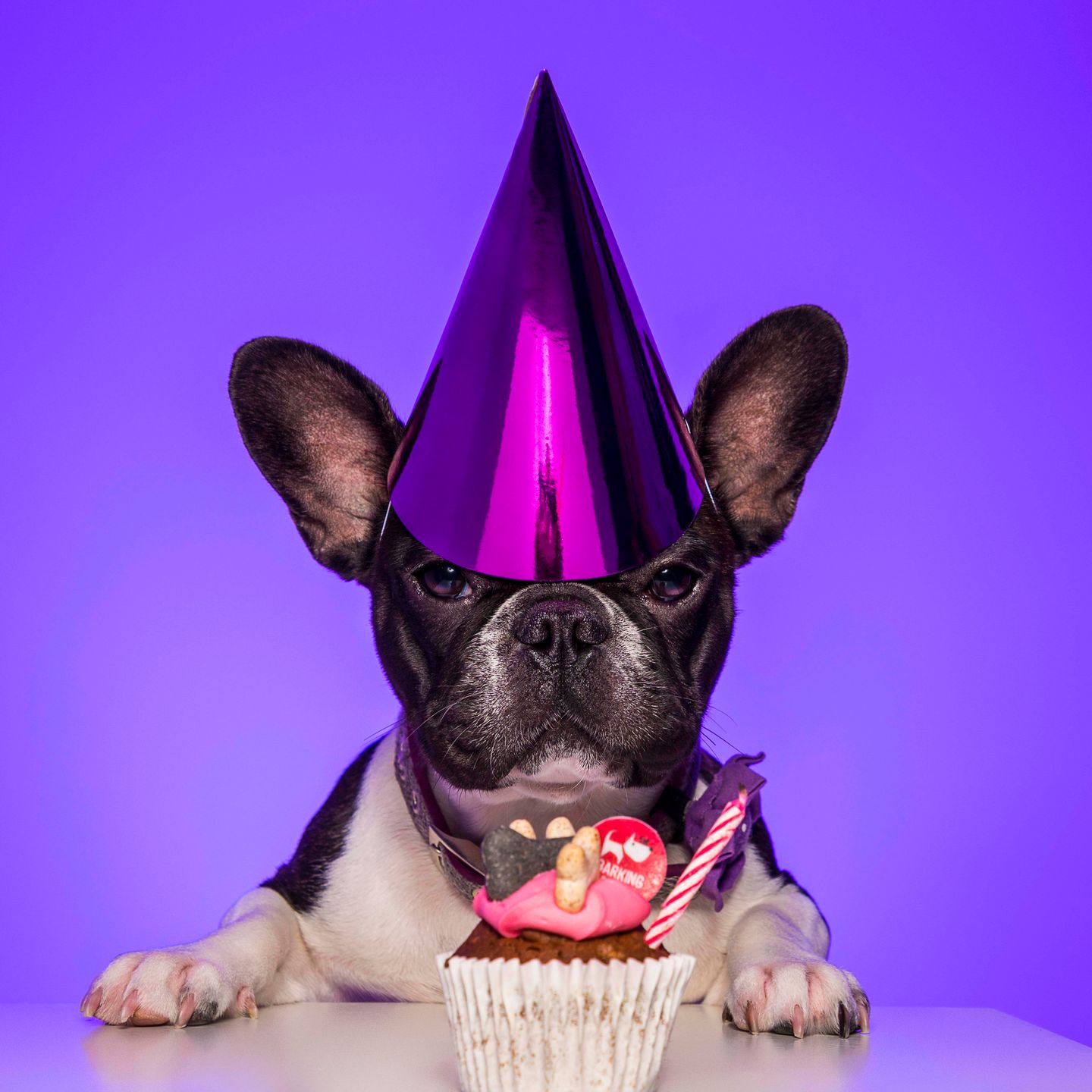 Dog Birthday Photos