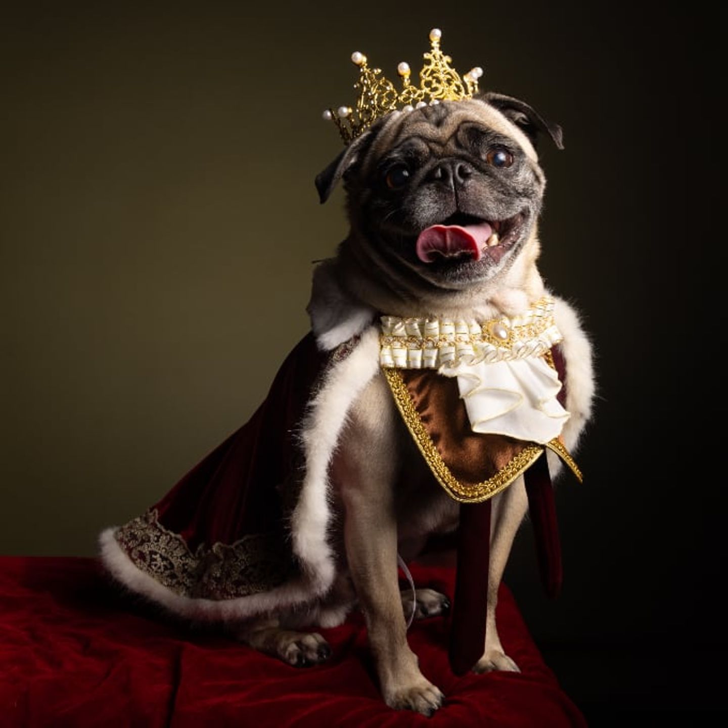 King pug
