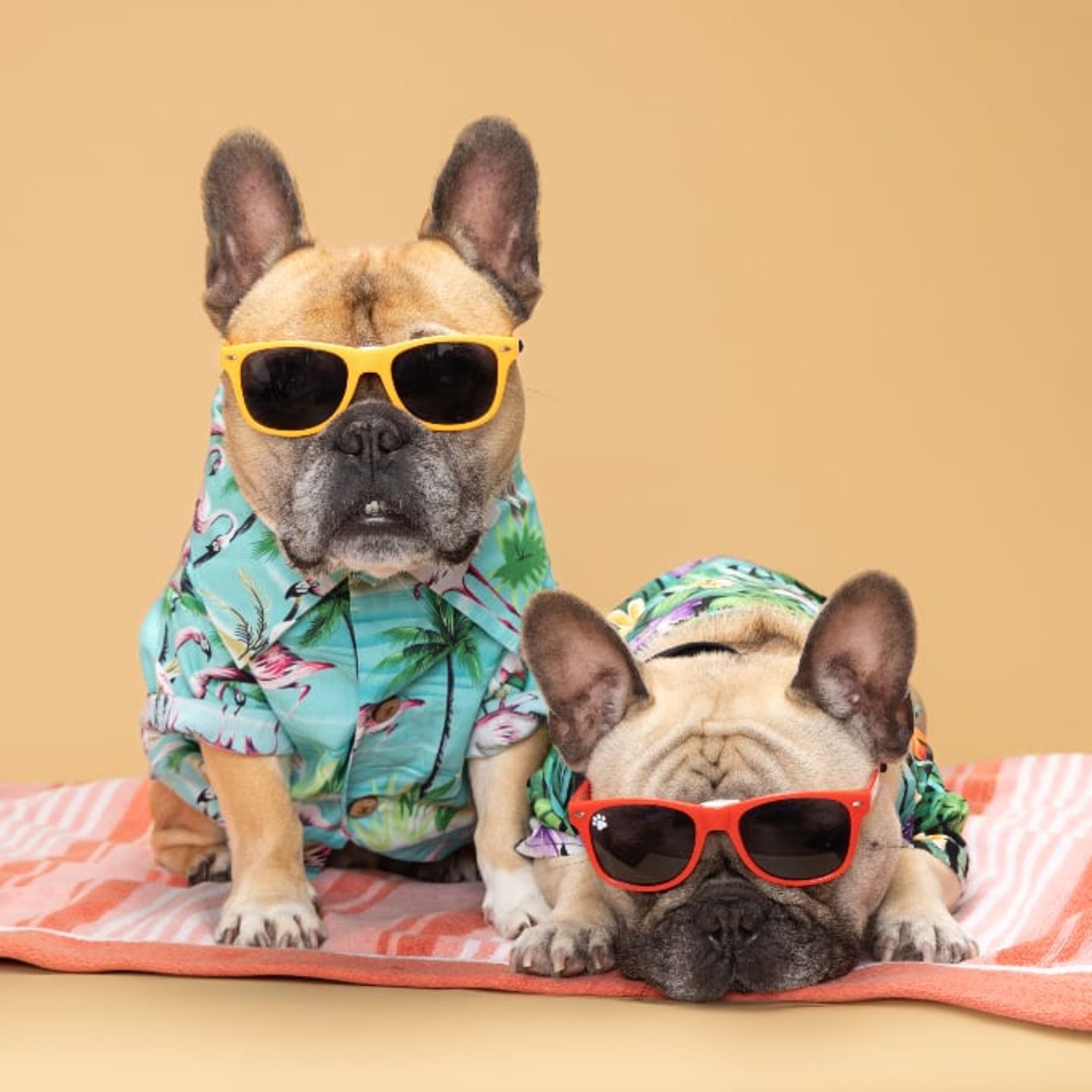 Frenchies with sunglasses