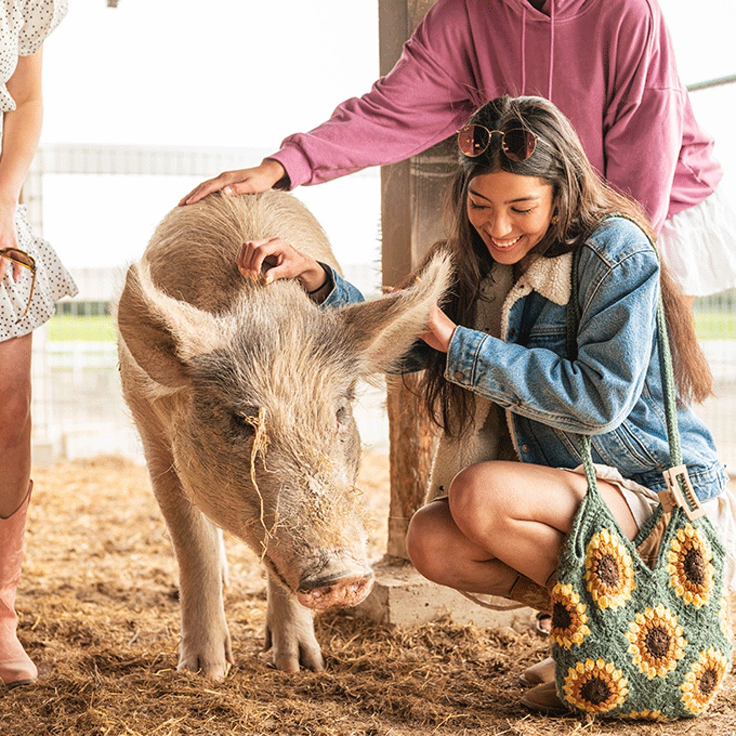 https://cdn.virgingifts.com/media/image/p/e/petting-a-pig.gif