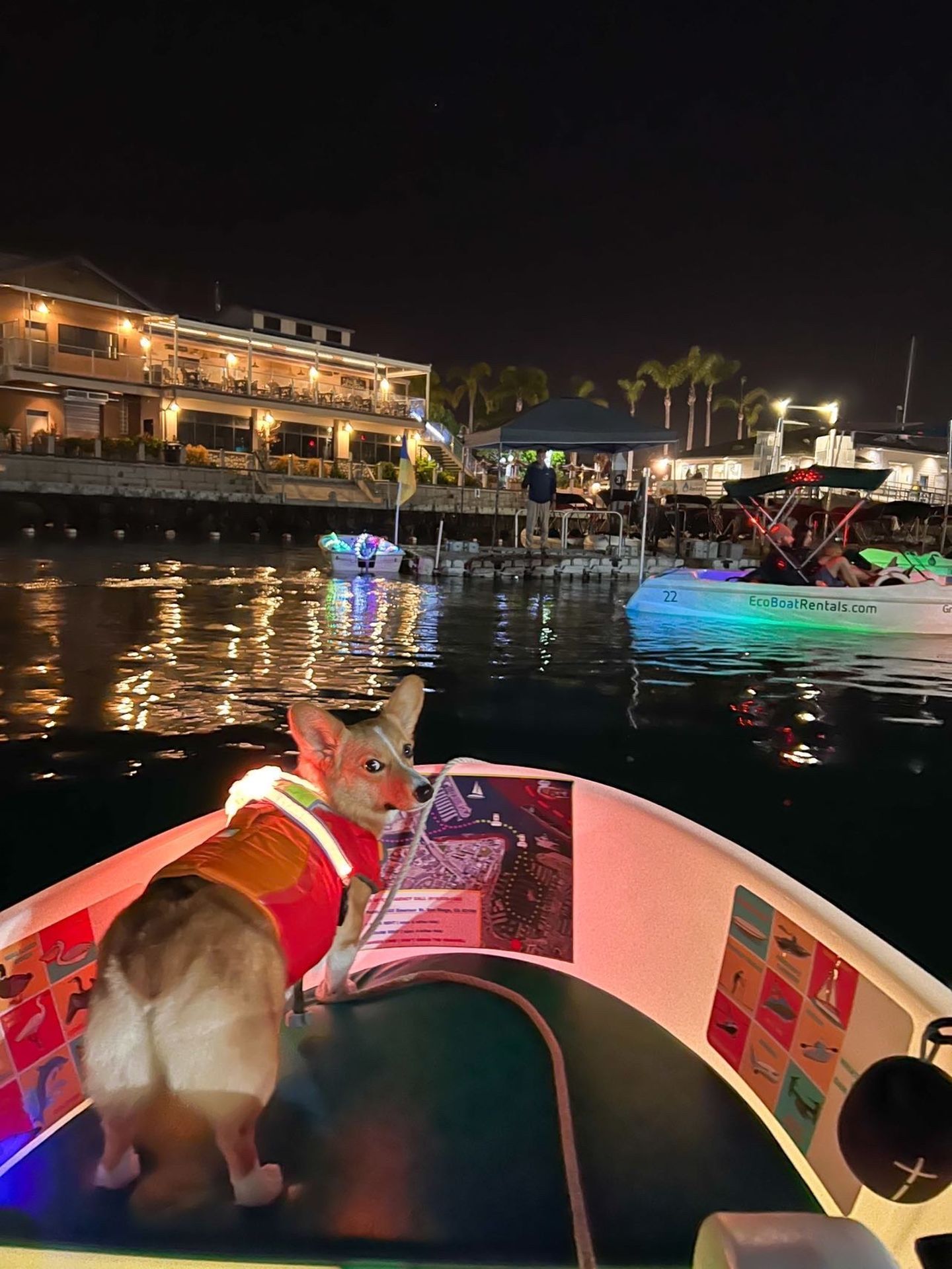 Corgi on boat
