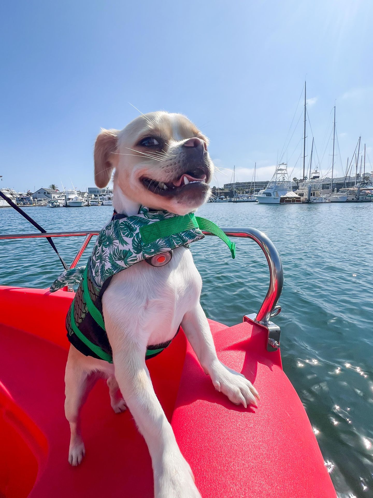 Dog on boat