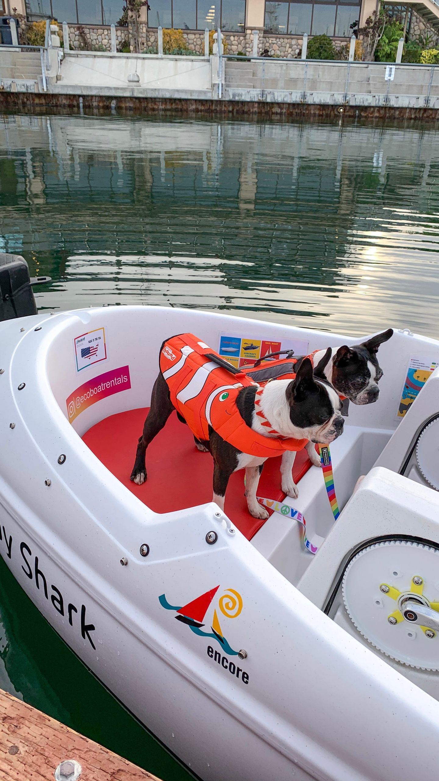 Dogs in boat