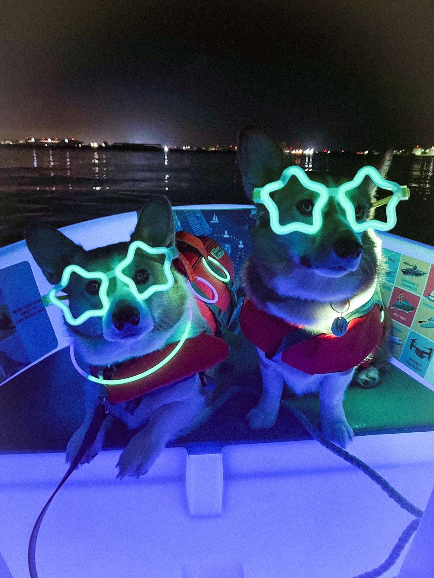 Dogs in glasses on boat