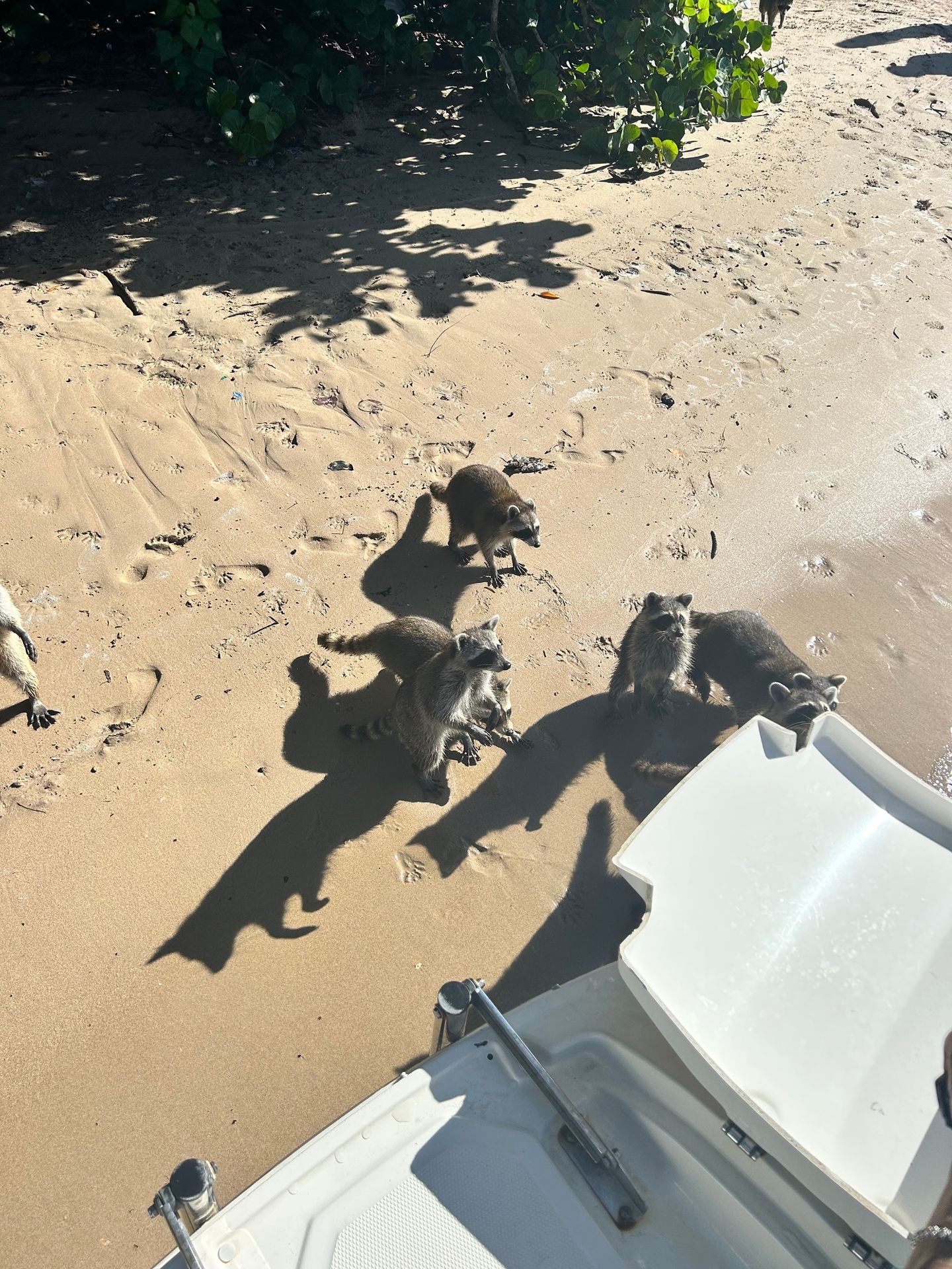 Racoons on beach