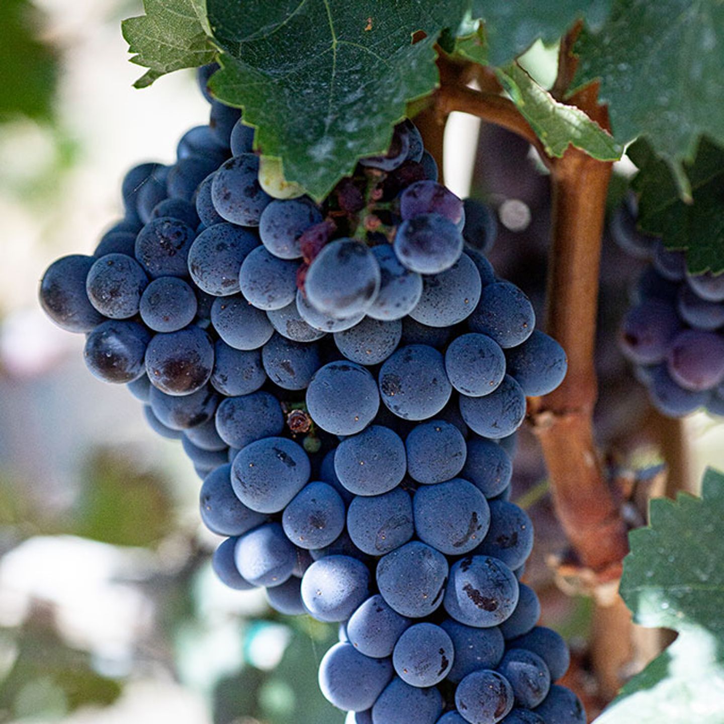 Couples Vineyard Wine Tour