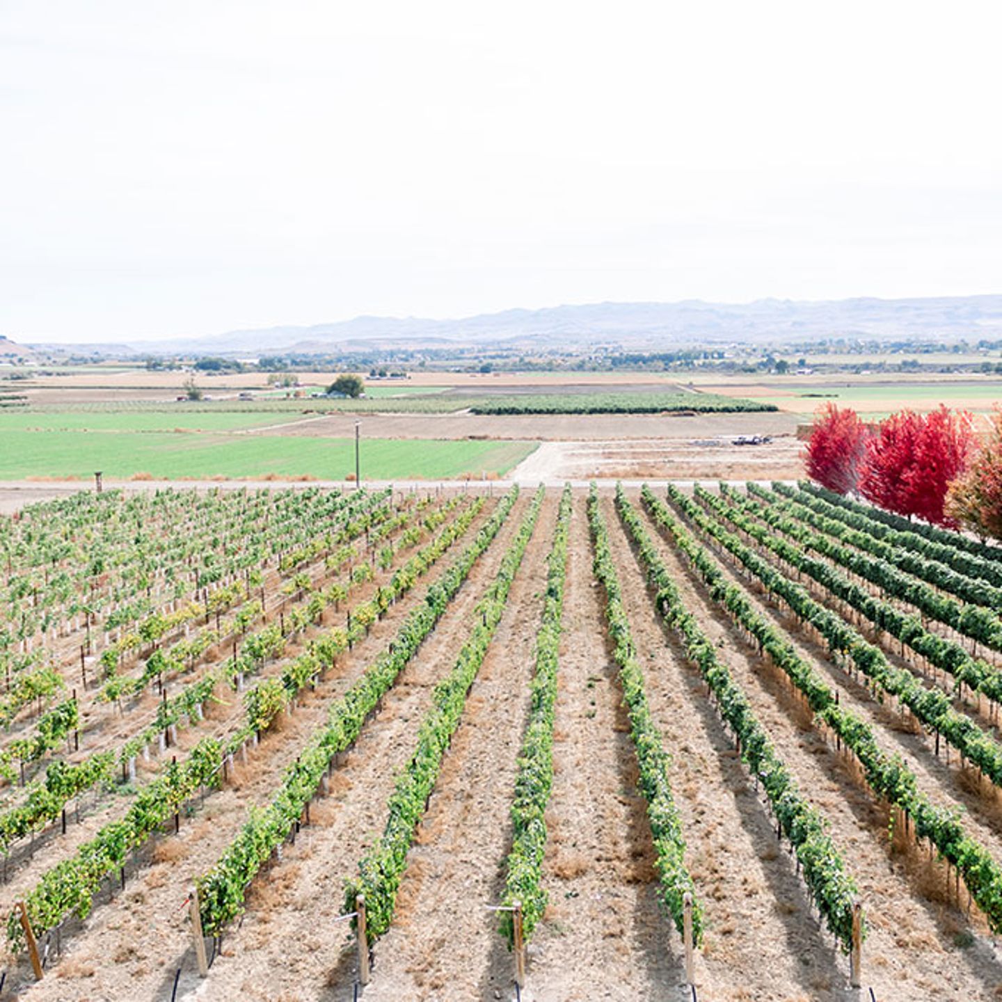 Vineyard on Winery Tour
