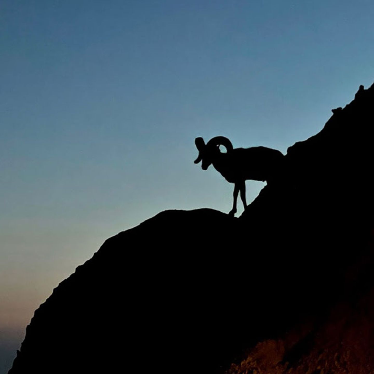 Big Horn Sheep in Badlands National Park