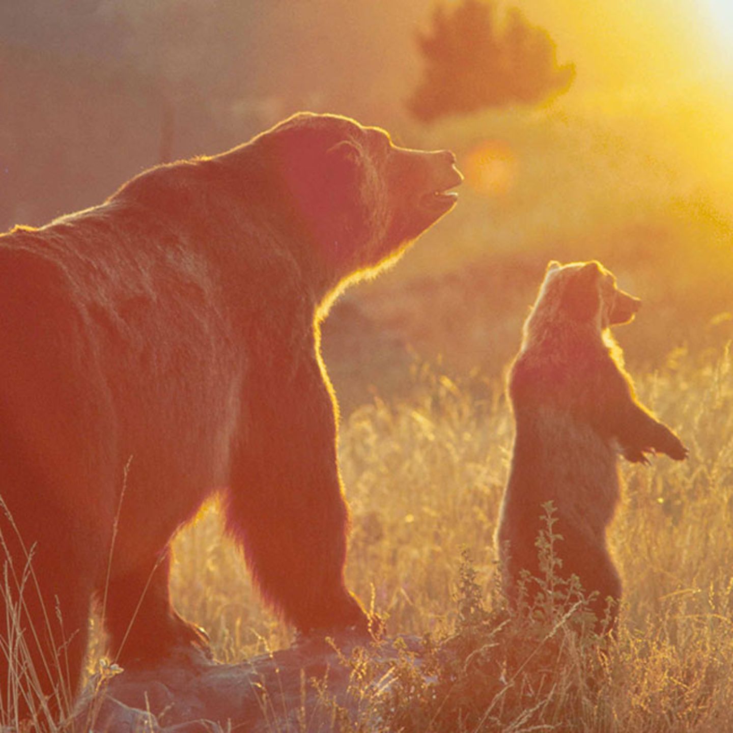 Grizzly with Baby Bear