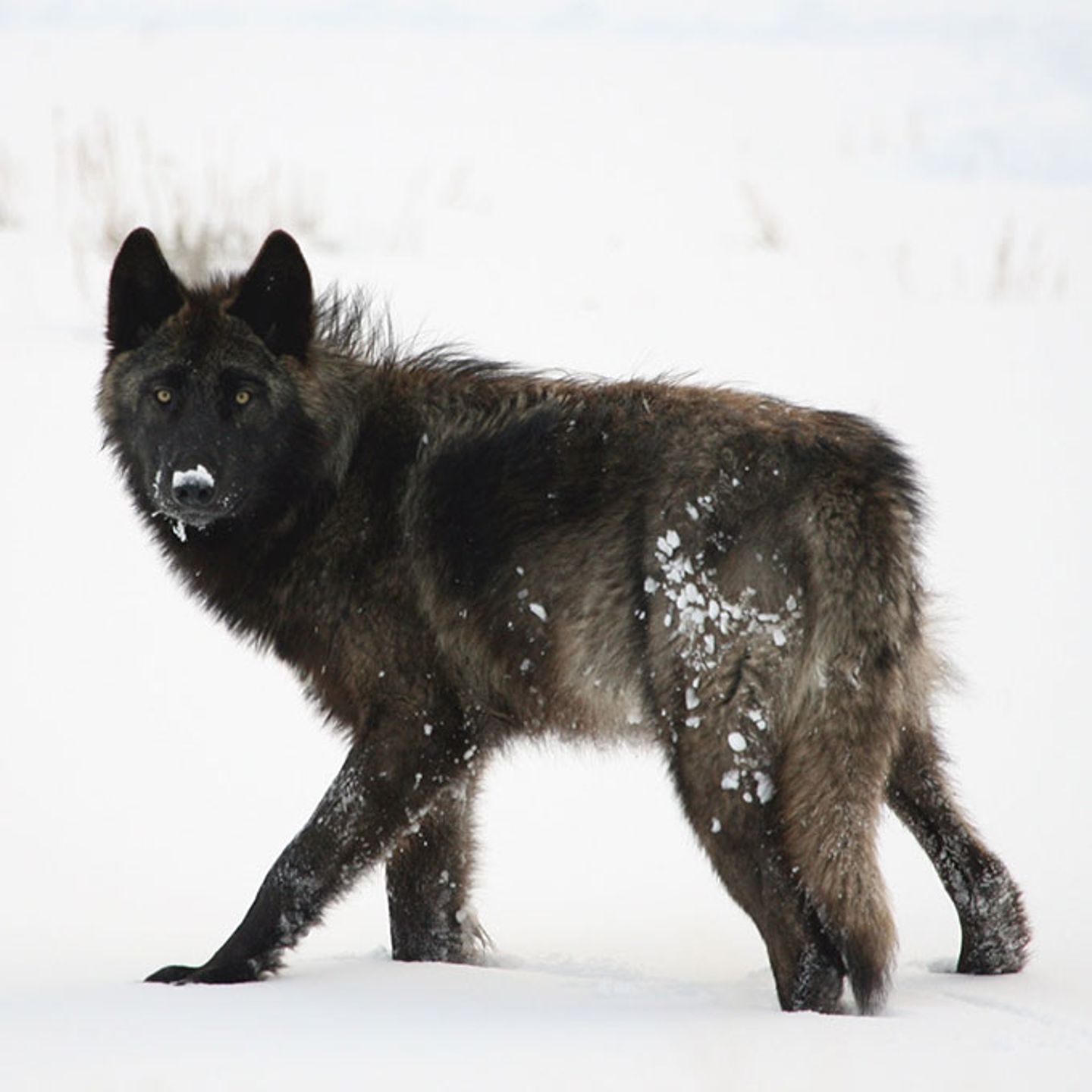Yellowstone Wolf Safari
