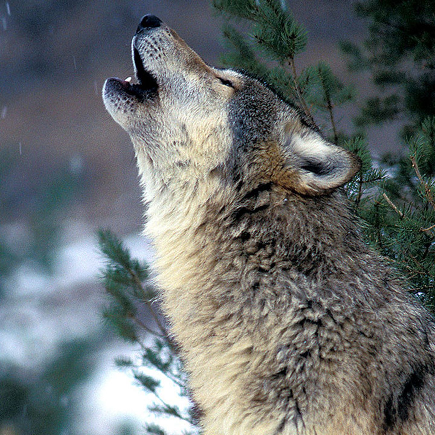 Howling Wolf in Yellowstone