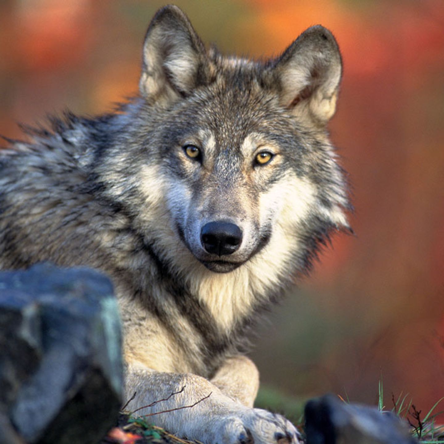 National Park Wolf Tour