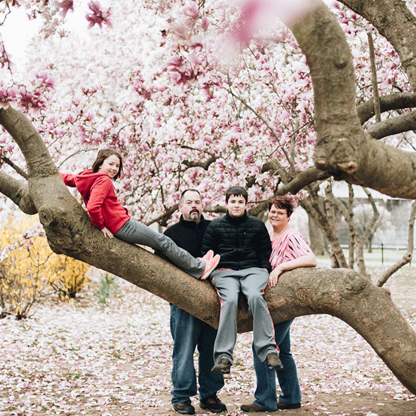 Cherry Blossom Trees
