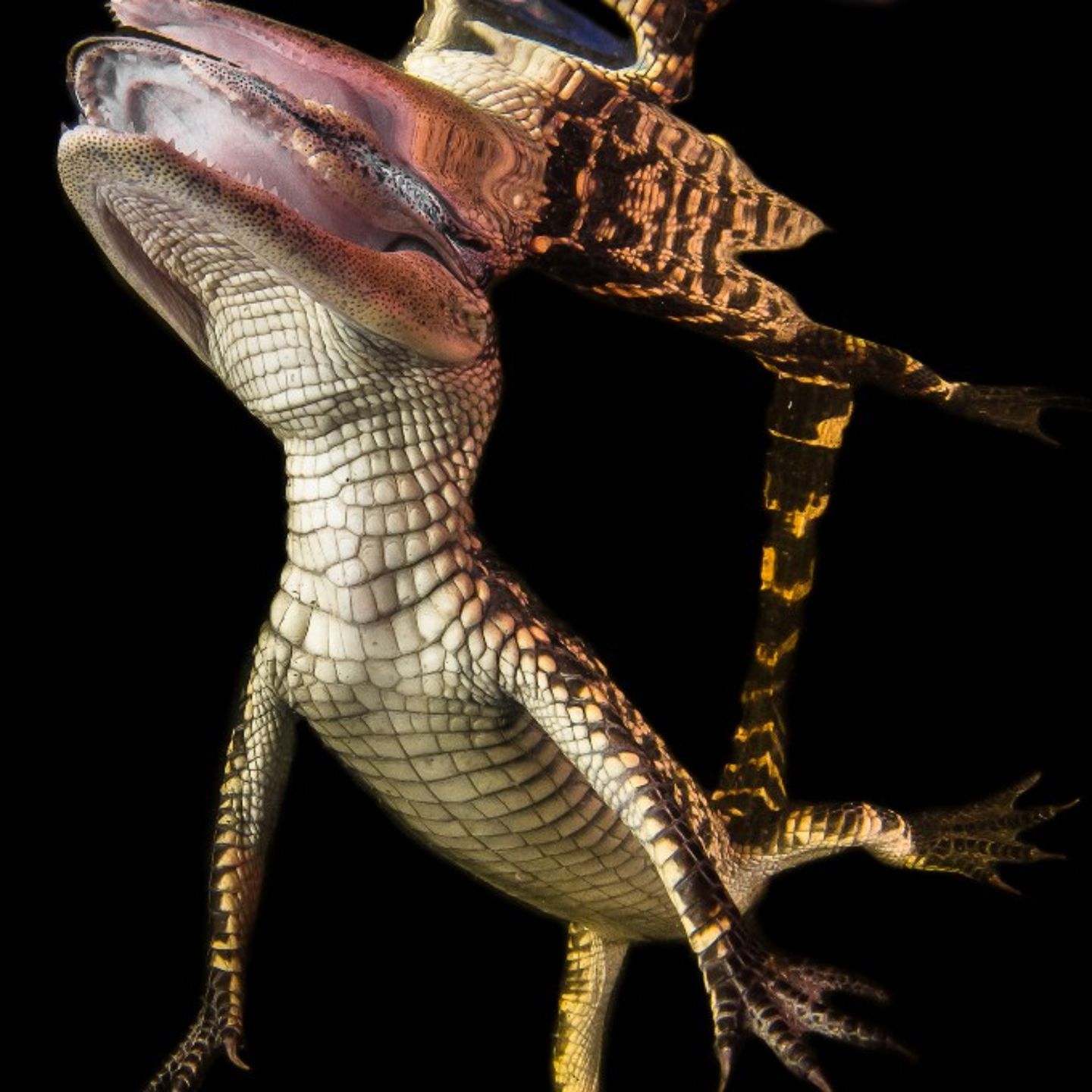 Alligator in water at night