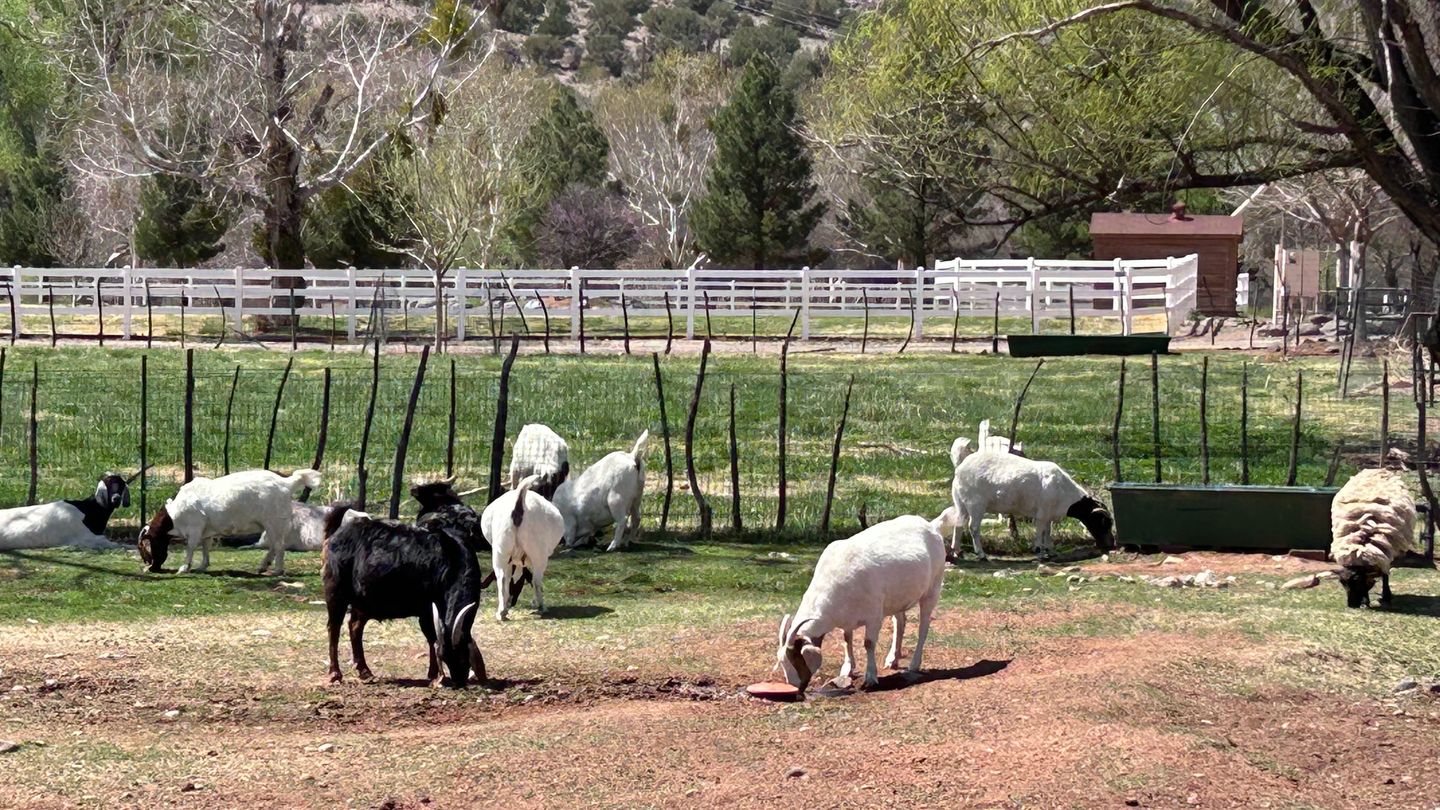 Goats