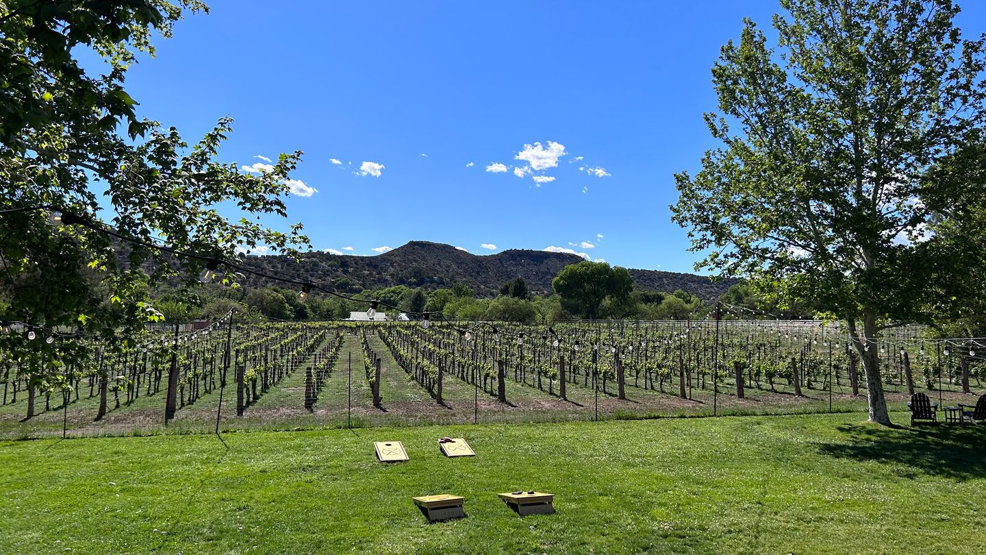 Vineyard