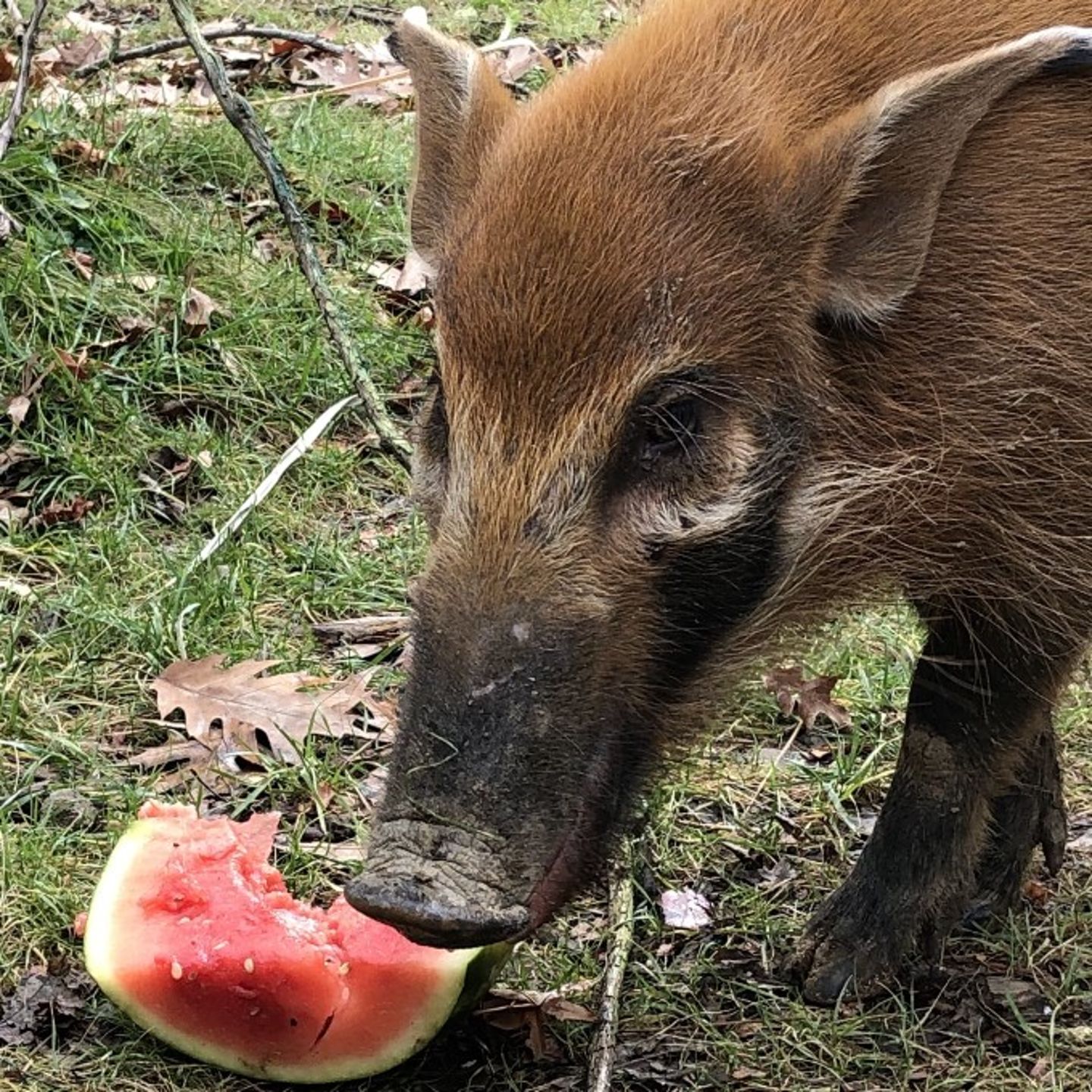 Hog eating watermelon