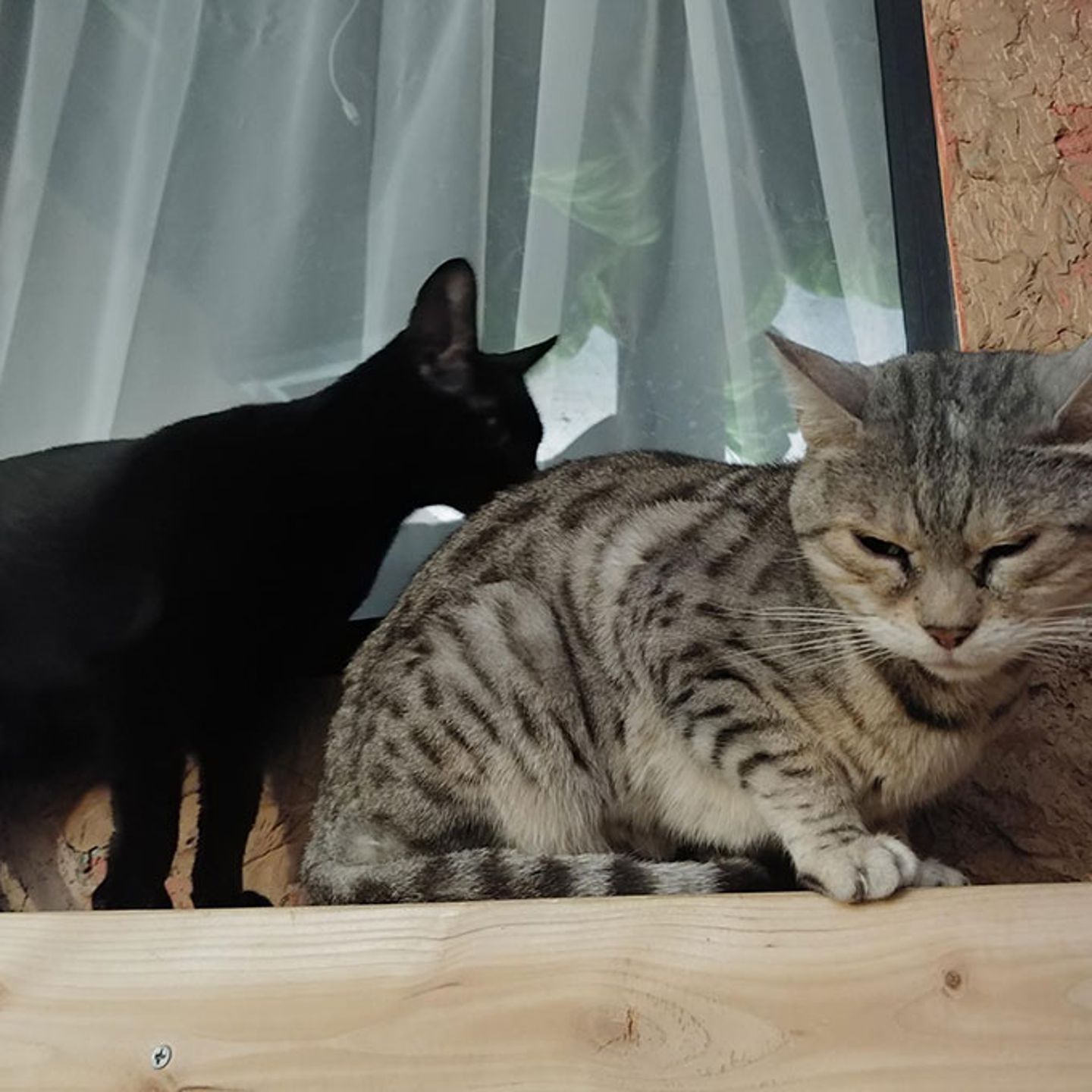 Cat Cafe