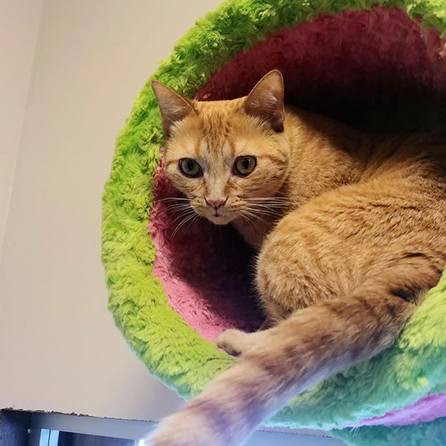 Cat Cafe
